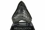 Bargain, Fossil Megalodon Tooth - South Carolina #367989-2